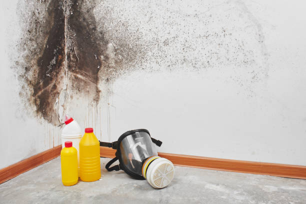 Certified Mold Removal